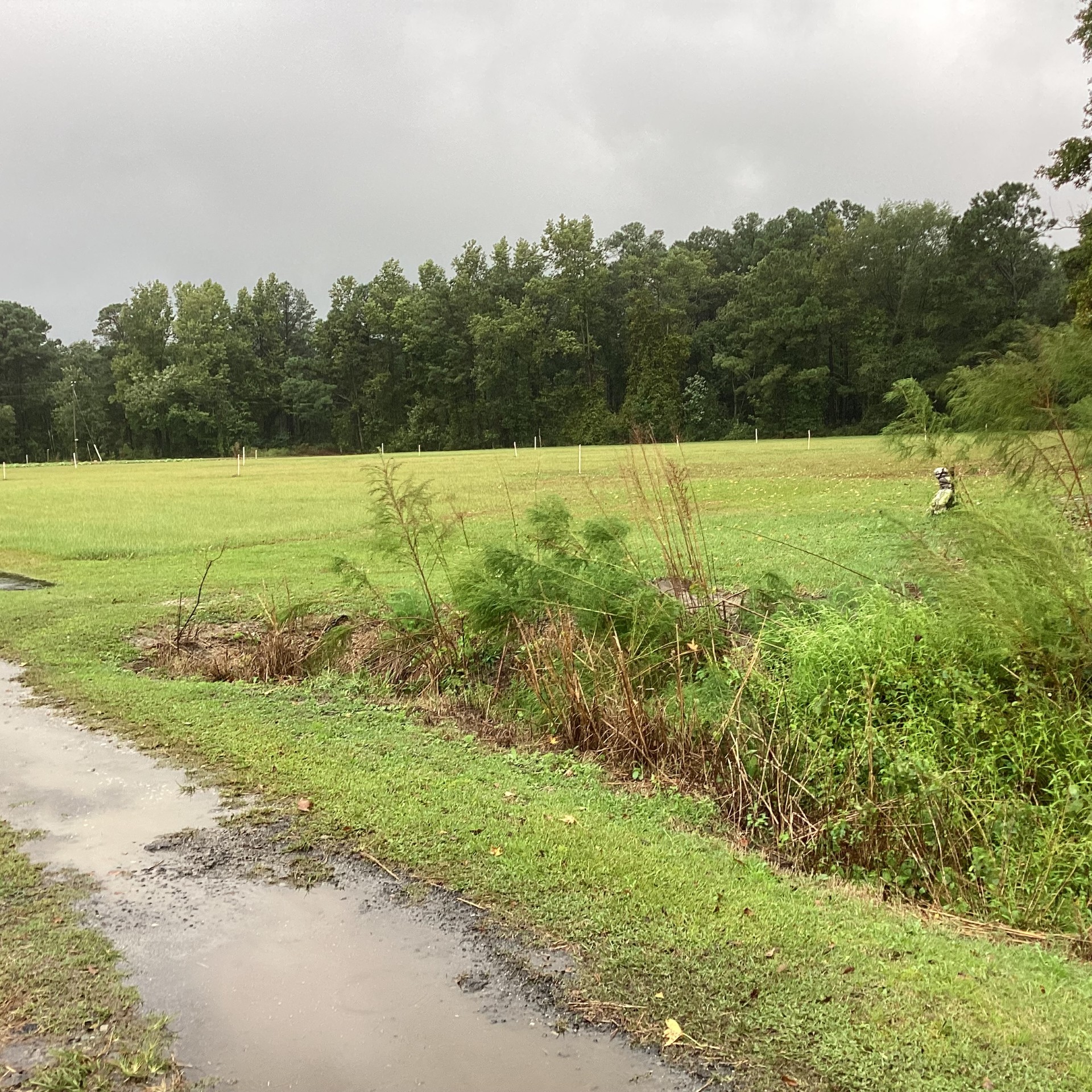 Duplin County Nursery Farm, Cypress Creek, photo 2