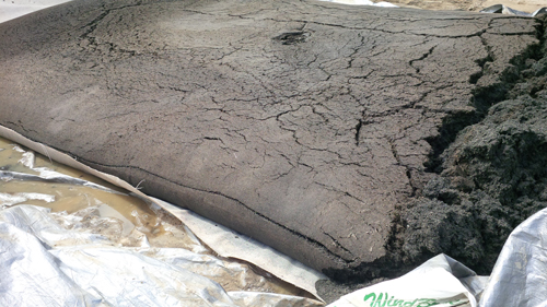 Sludge dewatering and bagging